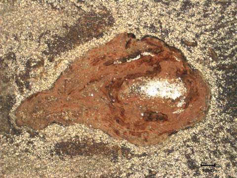 Figure 11. Pitting Attributed to MIC in 316 SS Piping; Thought to be Remnant of Corrosion Product Tubercle (Original Magnification 7x)
